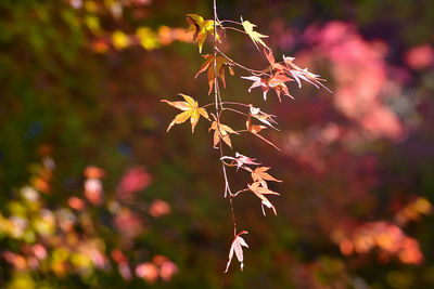 Close-up of maple leaves against blurred background