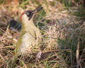 Close-up of bird perching on grass