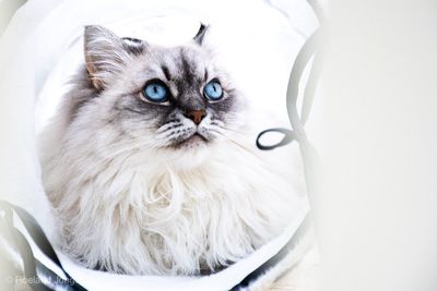 Close-up portrait of white cat