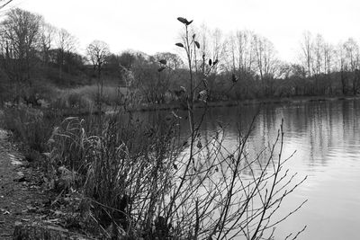 Reflection of trees in lake