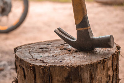 Close-up of tree stump