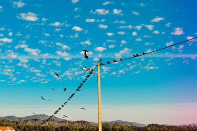 Low angle view of birds on landscape against blue sky