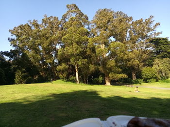Trees on field against sky
