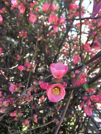 Close-up of pink flowers on tree