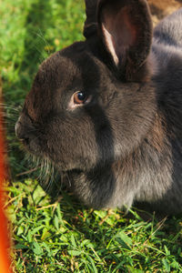 Close-up of an animal lying on grass