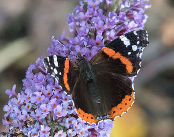 Close-up of butterfly on purple flower