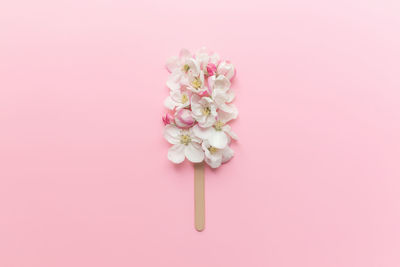 Close-up of pink flower against white background