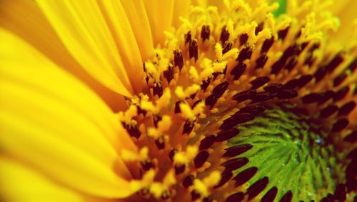 Macro shot of yellow flower head