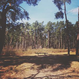 Trees growing on landscape