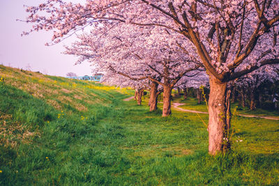 View of cherry blossom tree in field