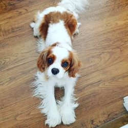 High angle view of dog on hardwood floor