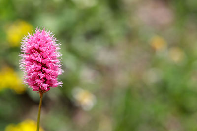 Close-up of pink flowering plant on field