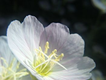 Close-up of flower blooming outdoors