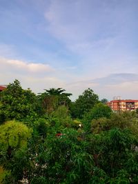 Plants and trees against sky in city