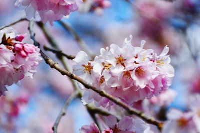 Close-up of pink cherry blossoms in spring