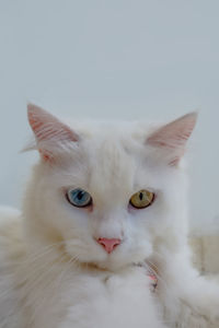 Close-up portrait of white cat