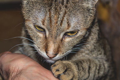 Close-up of hand holding cat