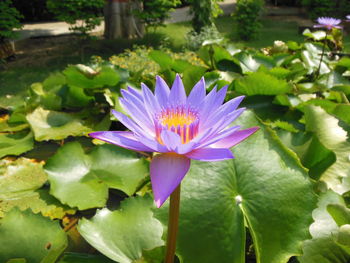 Close-up of lotus water lily in pond