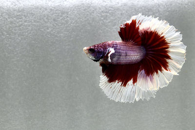 Halfmoon betta fish in fancy crimson butterfly brush tail on grey background.