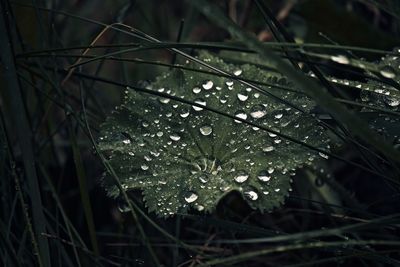 Close-up of raindrops on leaves