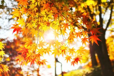 Close-up of maple leaves on tree during autumn