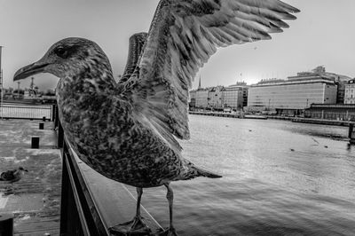 Close-up of birds perching on city against sky