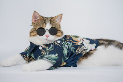 Songkran and summer season concept with scottish cat wearing summer cloth and sunglasses