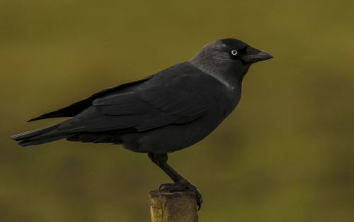 Close-up of crow perching on wooden post