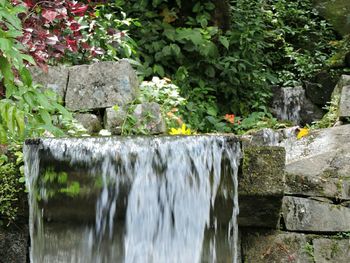 Plants growing in water