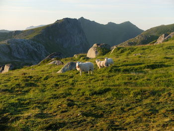 View of a horse on a field