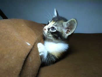 Close-up of cat sitting on floor