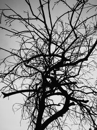 Low angle view of silhouette bare tree against sky