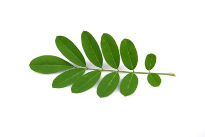 Close-up of plant against white background