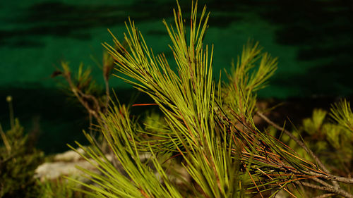 Close-up of plants