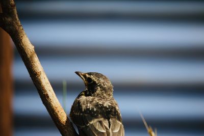 Close-up of bird perching on a sea