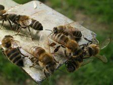 animal themes, animals in the wild, insect, wildlife, one animal, selective focus, close-up, nature, focus on foreground, bee, spider, two animals, day, outdoors, animal wildlife, medium group of animals, no people, zoology, plant