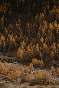 Trees in forest during autumn