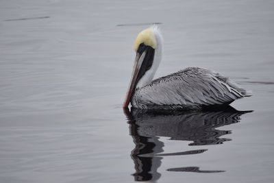 Pelican swimming on lake