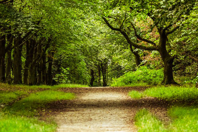 Road amidst trees in forest