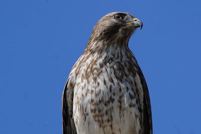 Low angle view of eagle against clear blue sky