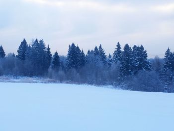 Pine trees on snow covered land against sky