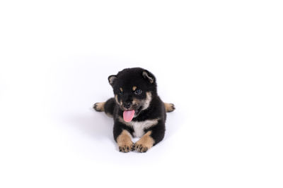 Portrait of a dog over white background