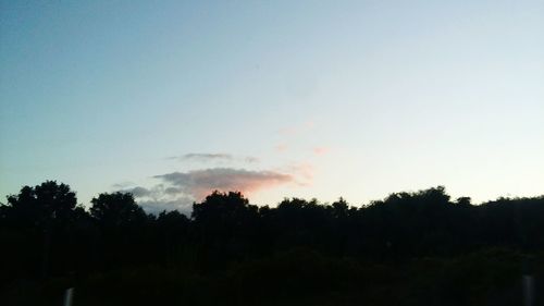 Silhouette trees in forest against clear sky