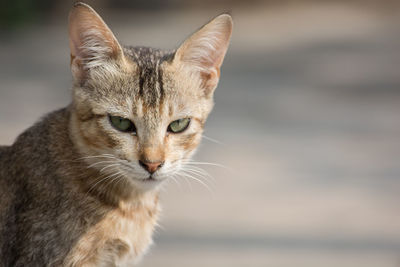 Close-up portrait of cat