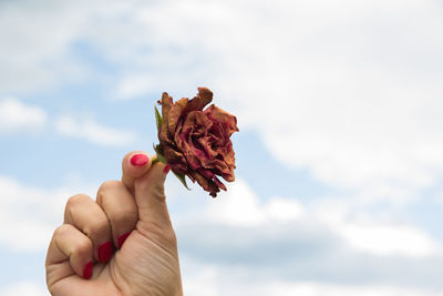 Cropped hand holding red flower against sky