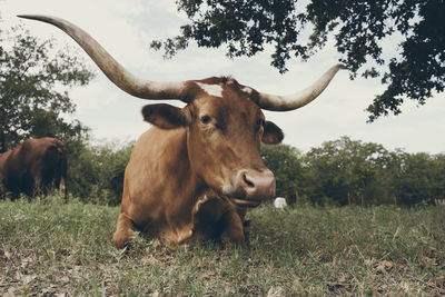 Cow sitting on grassy land