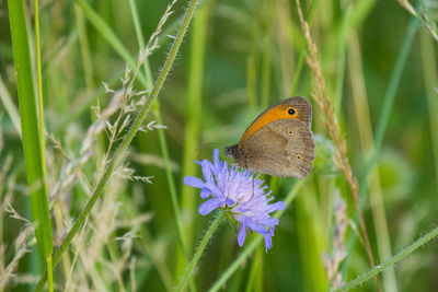 Close-up of butterfly pollinating on purple flower