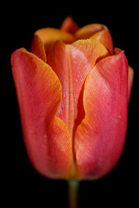 Close-up of orange tulip against black background