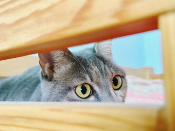 Close-up of cat peeking