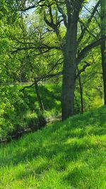 Trees on field in forest